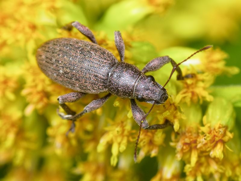 Brachyderes incanus (Linnaeus, 1758)
